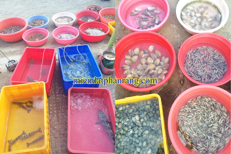 Hải sản tươi sống ở phan rang ninh thuận